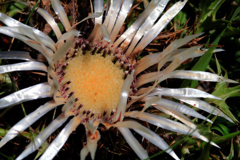 Silberdistel Carlina acaulis