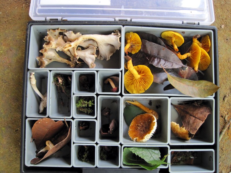 Plastikbox mit verschiedenen Pilz-Fruchtkörpern