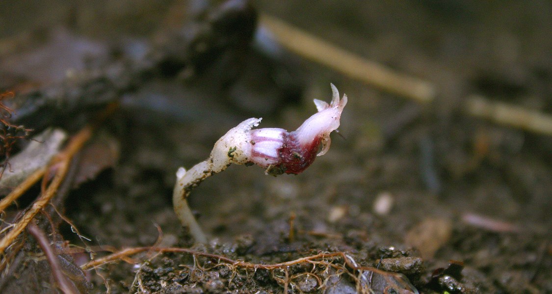 Habitus von Afrothismia kupensis (Thismiaceae)