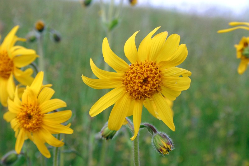 Die Arnika (auch Berg-Wohlverleih), Arnica montana, auf einer Wiese in der Rhön