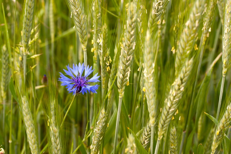 Cyanus segetum (Asteraceae), oft noch unter Centaurea segetum geführt, ist die Kornblume, hier in einem Roggenfeld