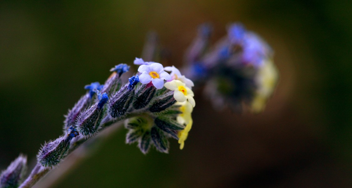 Myosotis discolor, das Bunte Vergissmeinnicht