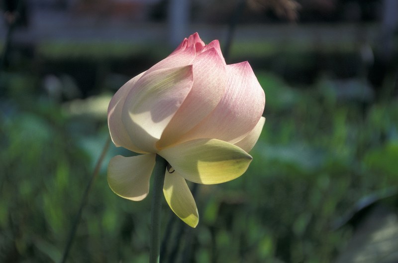 Nelumbo nucifera, die Lotusblume