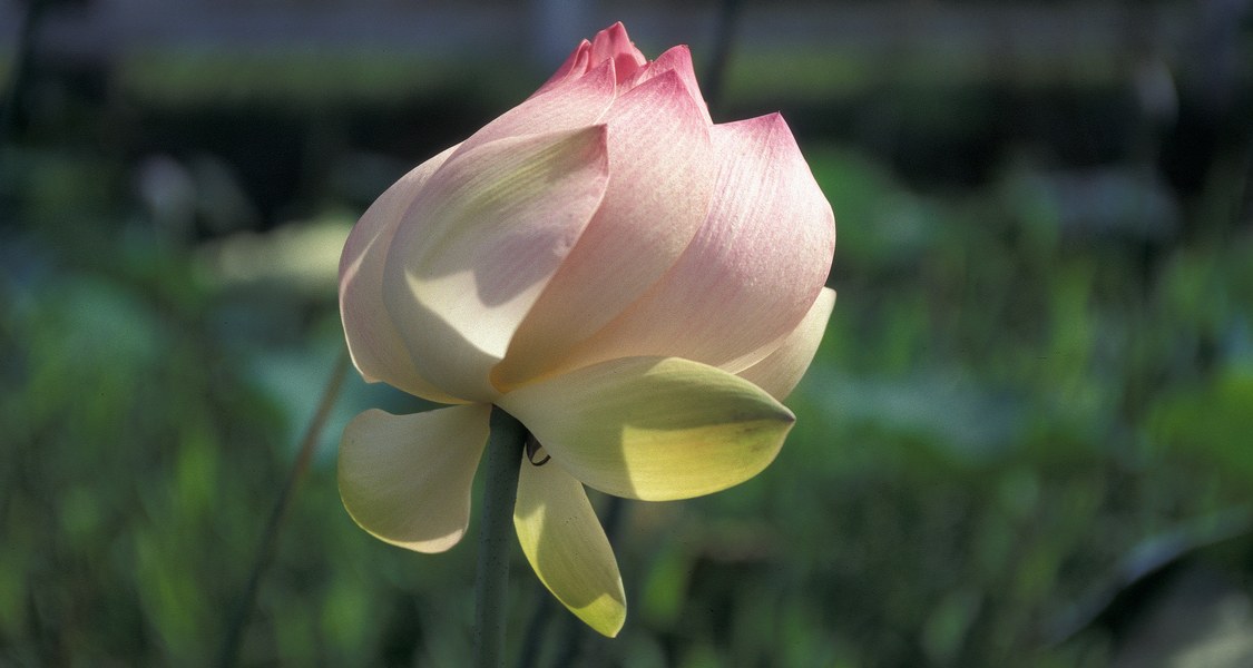 Nelumbo nucifera, die Lotusblume