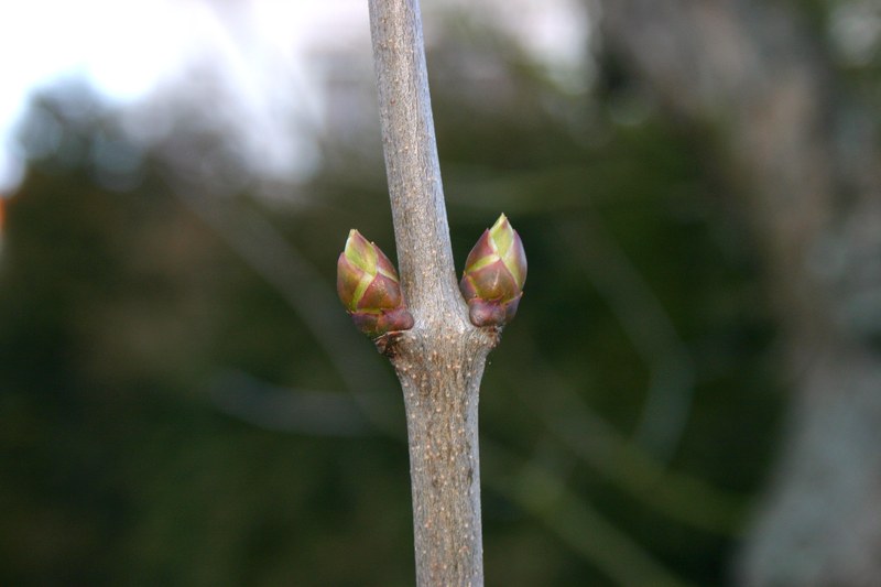 Knospen von Syringa vulgaris (Oleaceae), dem Garten-Flieder
