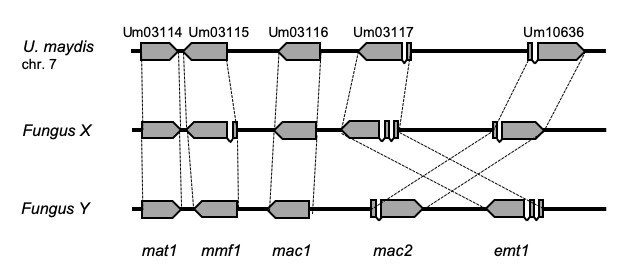 Mel-Cluster