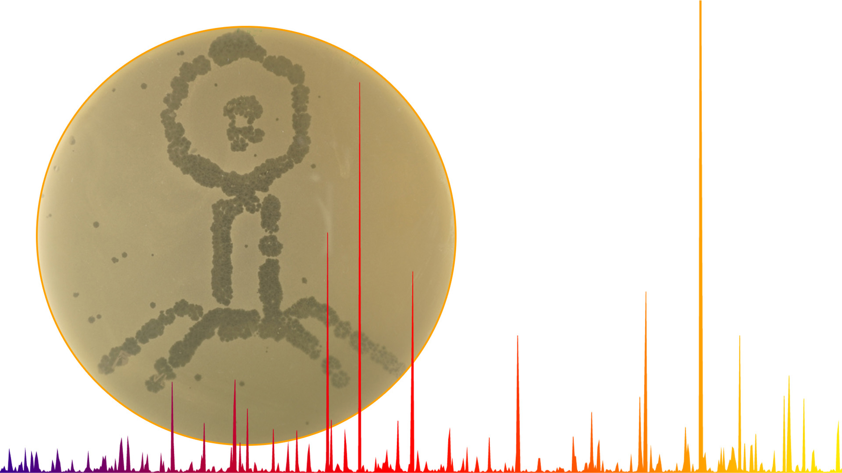 Phage