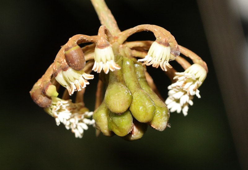 Inflorescence of Marcgravia longifolia