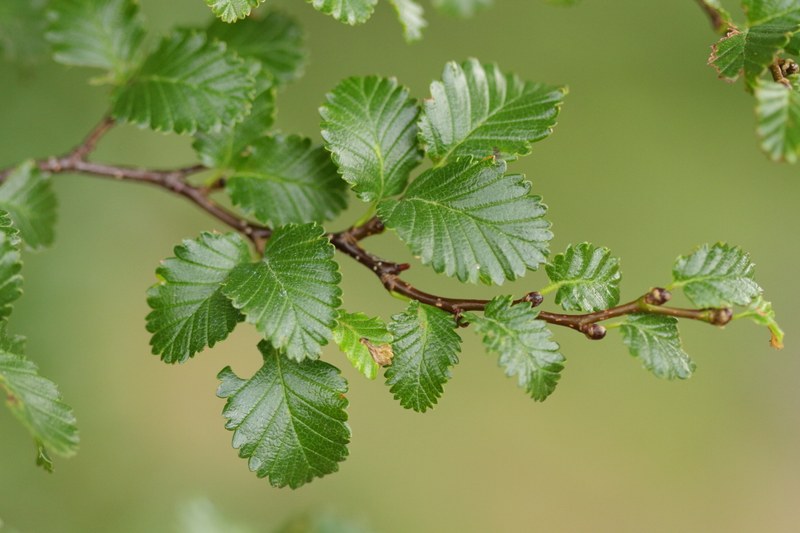 Leaves of Nothofagus pumilio