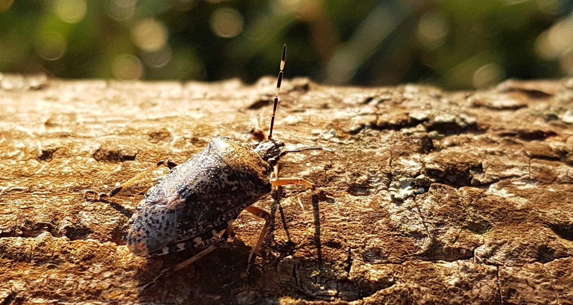 Rhaphigaster nebulosa