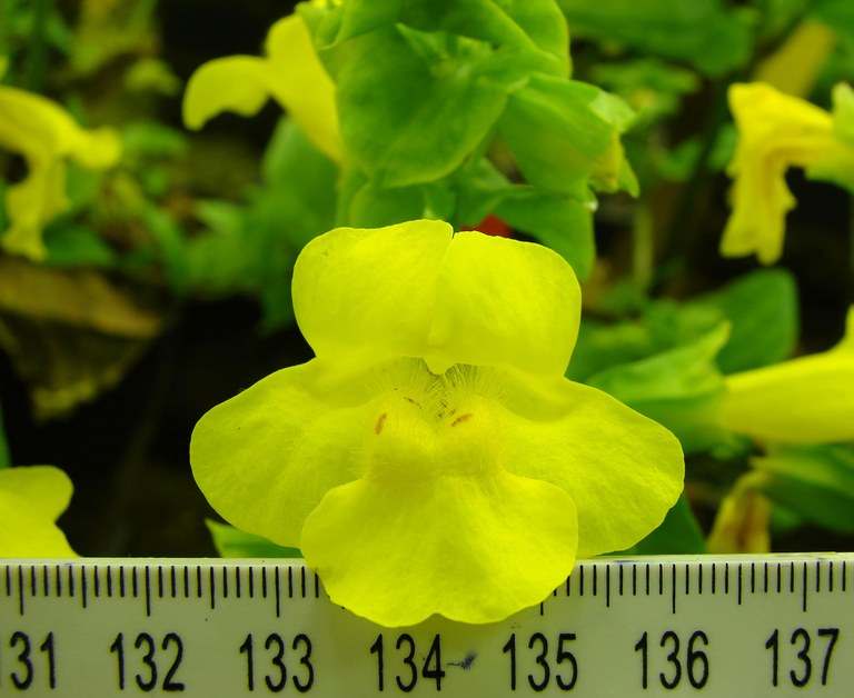 Gelbe Rachenblüte der Gauklerblume (Mimulus guttatus)