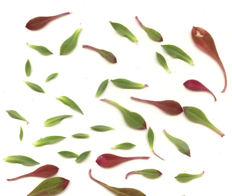 Rote und grüne Blätter von Silene vulgaris