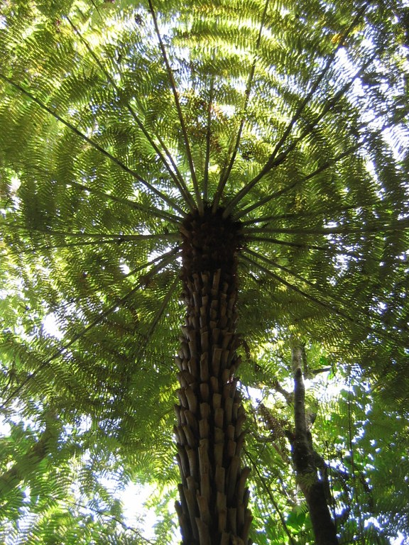 Tree fern, New Zealand
