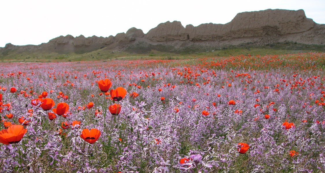 Blühende Steppe im Mai in der Nähe von Kyzyl-Orda (Kasachstan).