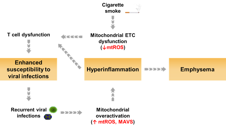 Arbeitshypothese für die Rolle von Mitochondrien in der Exazerbation von virus-induzierter COPD und der Entstehung von Emphysemen.