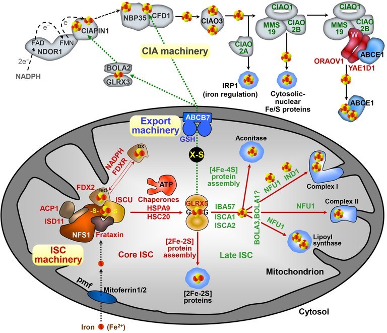 The biogenesis of iron-sulfur (Fe/S) proteins is conserved from yeast to man, and in mitochondria requires the ISC machinery with 18 known proteins. The mitochondrial ISC pathway can be dissected into three main steps. First, a [2Fe-2S] cluster is de novo assembled on the scaffold protein ISCU. Synthesis of the cluster requires the cysteine desulfurase complex NFS1-ISD11-ACP1 releasing sulfur from cysteine and transferring it to ISCU. Frataxin is proposed to support sulfur transfer and/or supply iron, while the sulfur reduction to sulfide requires the electron transfer chain NADPH-ferredoxin reductase-ferredoxin (FDXR, FDX2). Reduced iron (Fe2+) is imported into mitochondria by the carrier proteins mitoferrin1/2 in a proton-motive force (pmf) dependent fashion. In the second step, the ISCU-bound [2Fe-2S] cluster is released from ISCU by direct binding of dedicated Hsp40- and Hsp70 chaperones (HSC20, HSPA9). The [2Fe-2S] cluster is transferred to glutaredoxin GLRX5, from where it is directly inserted into [2Fe-2S] apoproteins completing their maturation. In the final step, the synthesis of [4Fe-4S] clusters is catalyzed by fusing the GLRX5-bound [2Fe-2S] clusters, a reaction  involving the specialized ISC proteins ISCA1-ISCA2-IBA57. While insertion into apoproteins such as aconitase does not need further assistance, complex Fe/S proteins such as respiratory complexes I and II and the radical SAM protein lipoyl synthase (LIAS) require further, late-acting ISC factors for Fe/S cluster transfer. For instance, IND1 (also termed NUBPL) or NFU1 both transiently bind the [4Fe-4S] cluster during its trafficking to recipient apoproteins.