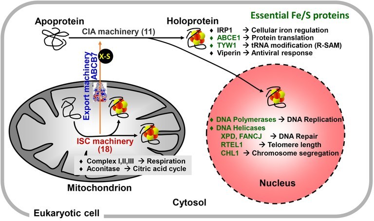 Known iron-sulfur (Fe/S) proteins are localized in mitochondria, cytosol and nucleus. They are involved in numerous cellular functions and pathways. Some (shown in green) execute essential functions by participating in, e.g., protein translation or DNA replication and repair. Classical Fe/S proteins are the mitochondrial aconitase and respiratory complexes I, II, and III, whereas viperin involved in antiviral response has been discovered more recently. The synthesis and insertion of Fe/S clusters in living cells needs complex machinery which is highly conserved in eukaryotes from yeast to man. The mitochondria-localized iron-sulfur cluster assembly (ISC) machinery comprises 18 ISC proteins, and is involved in the biogenesis of all cellular Fe/S proteins. The core ISC proteins assist the cytosolic iron-sulfur protein assembly (CIA) machinery (11 known proteins) by synthesizing an unknown sulfur-containing molecule (X-S) which is exported to the cytosol by the ABC transporter ABCB7 (Atm1 in yeast). Mitochondrial Fe/S protein biogenesis is tightly linked to cellular iron regulation by its role in the maturation of iron regulatory protein 1 (IRP1) in humans.