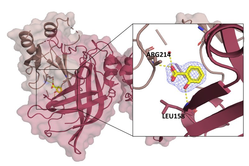 Kristallstruktur des Sudan ebolavirus Matrixproteins mit gebundener Salicylsäure