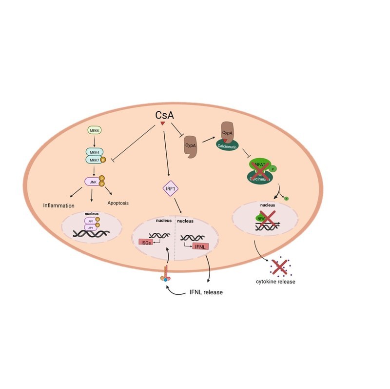 Schematische Darstellung der Wirkungsweise von Cyclosporin A (CsA)