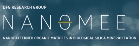 Logo: FOR 2038 - Die Rolle nanostrukturierter organischer Matrizen in der biologischen Mineralisation des Silica