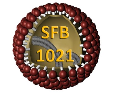 Logo: SFB 1021 - RNA-Viren: Metabolismus viraler RNA, Immunantwort der Wirtszellen und virale Pathogenese