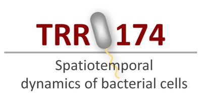 Logo: SFB/TRR 174 - Räumliche-zeitliche Dynamik bakterieller Zellen