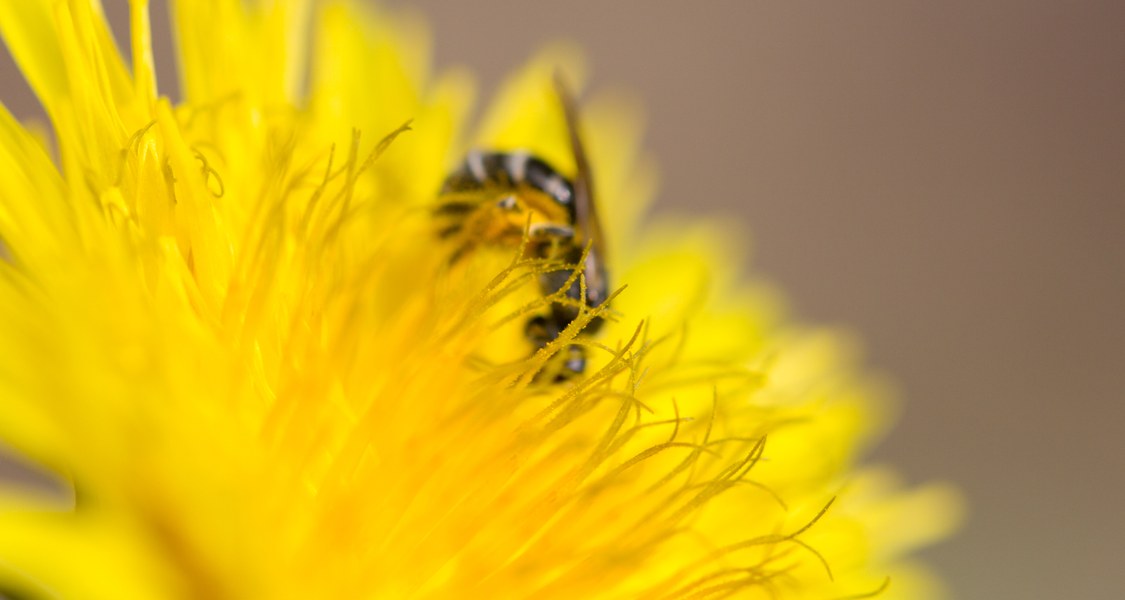 Eine Biene bestäubt eine Löwenzahnblüte