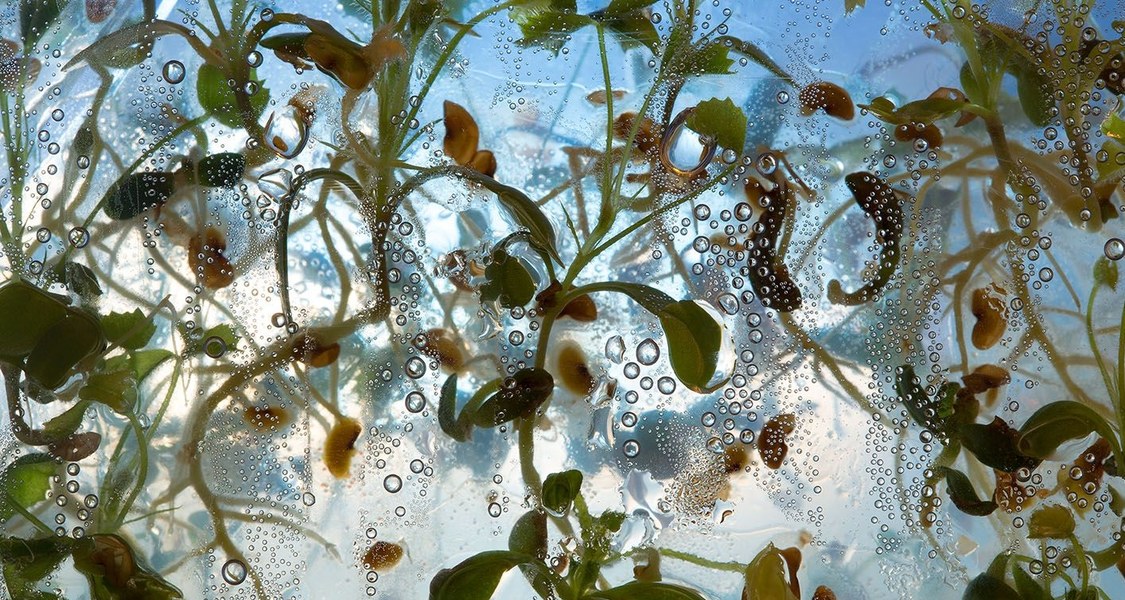 Keimlinge mit Luftblasen hinter einer Glasscheibe