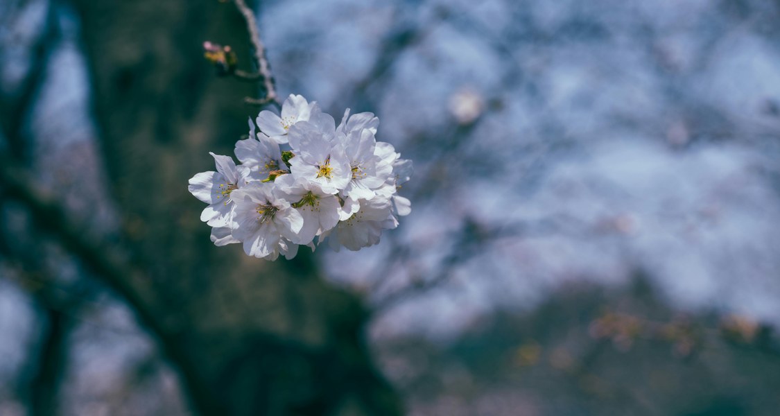 Kirschblüten an einem Zweig.
