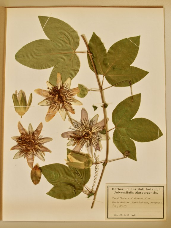 Ein angelegtes Blatt des Herbariums, das die Passiflora x alato-cearulea aus dem Jahr 1965 zeigt.