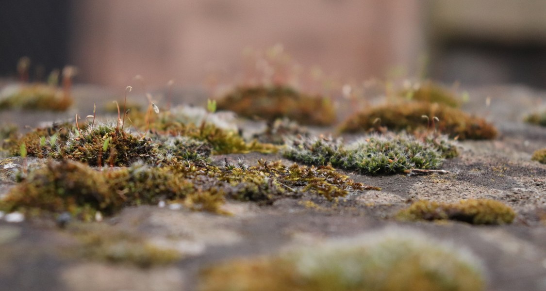 Auf einer Mauer wächst grünes Moos. Durch die Kameraeinstellung sieht man den Übergang der Tiefenschärfe.