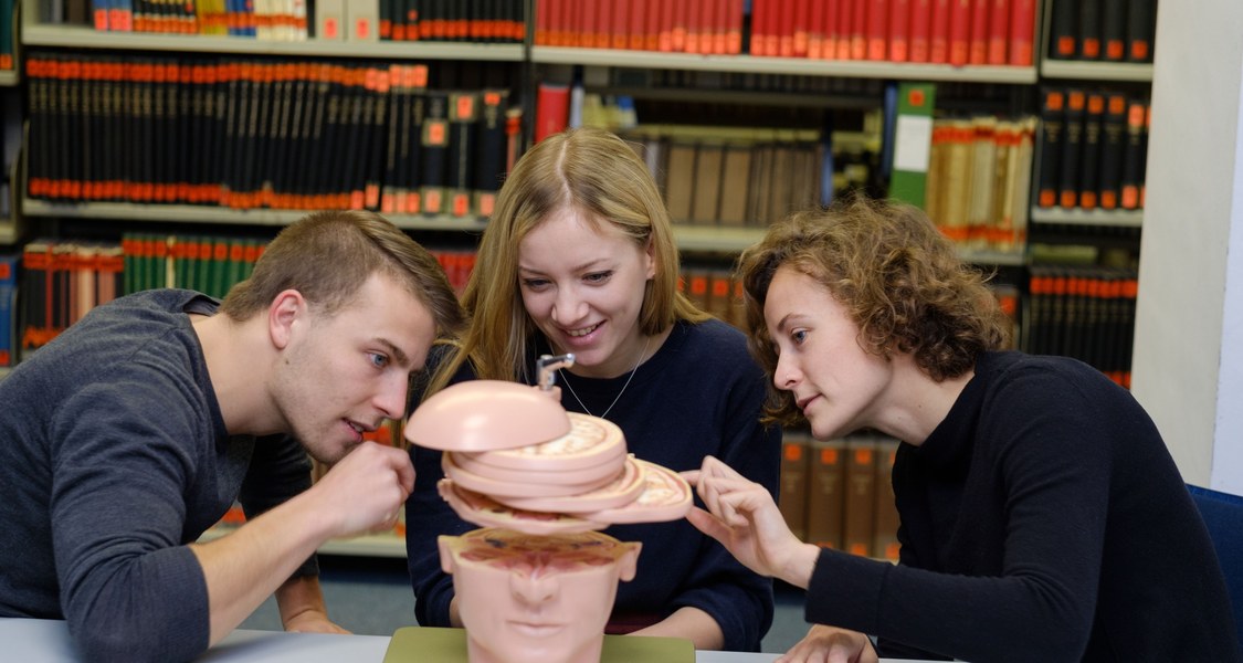 Studierende inspizieren gemeinsam die Anatomie des Gehirns.