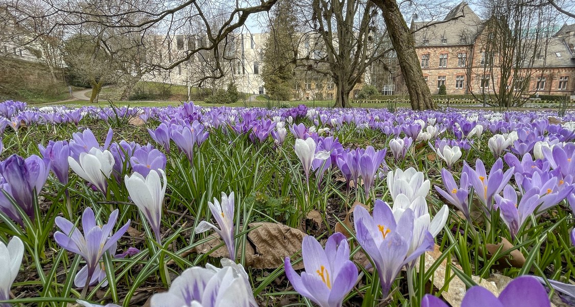 Krokuswiese im Alten Botanischen Garten, im Hintergrund die UB