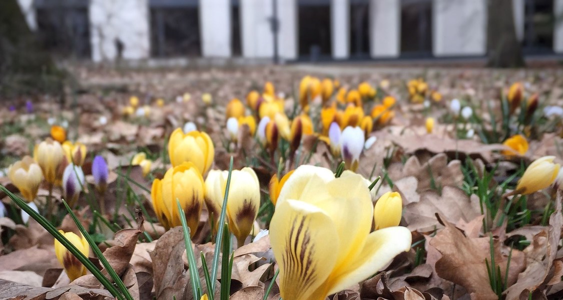 Krokusse im Gras vor der Univeristätsbibliothek