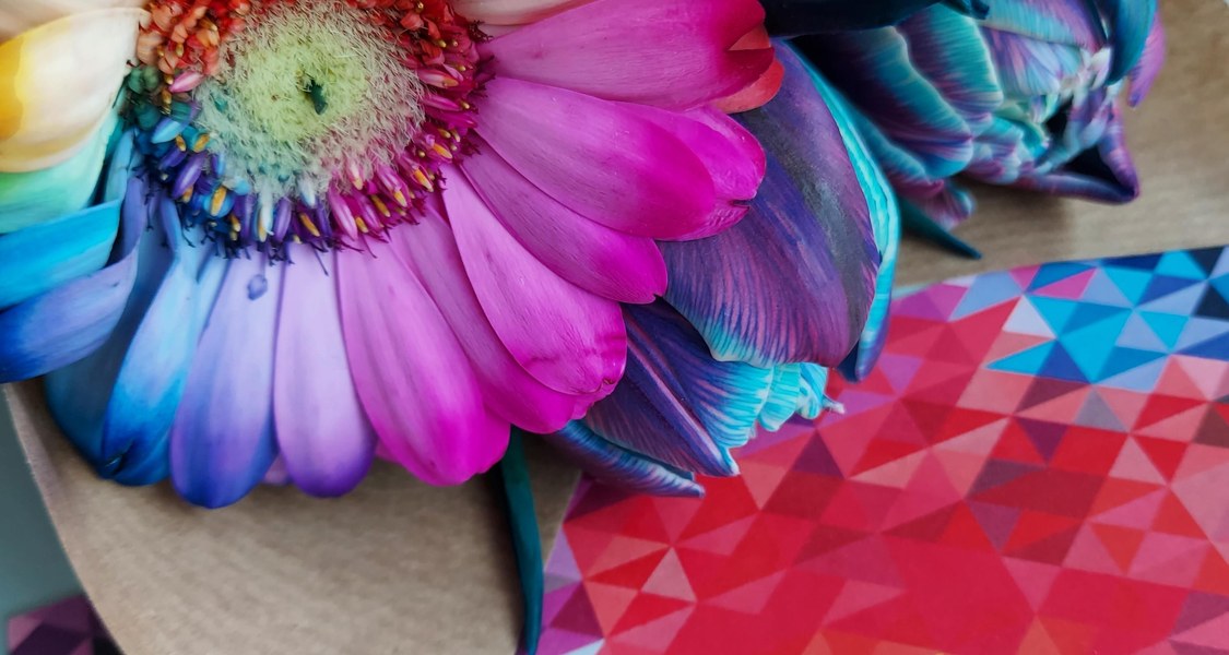 Eine Gerbera in Regenbogenfarben liegt auf einer in Regenbogenfarben gemusterten Postkarte