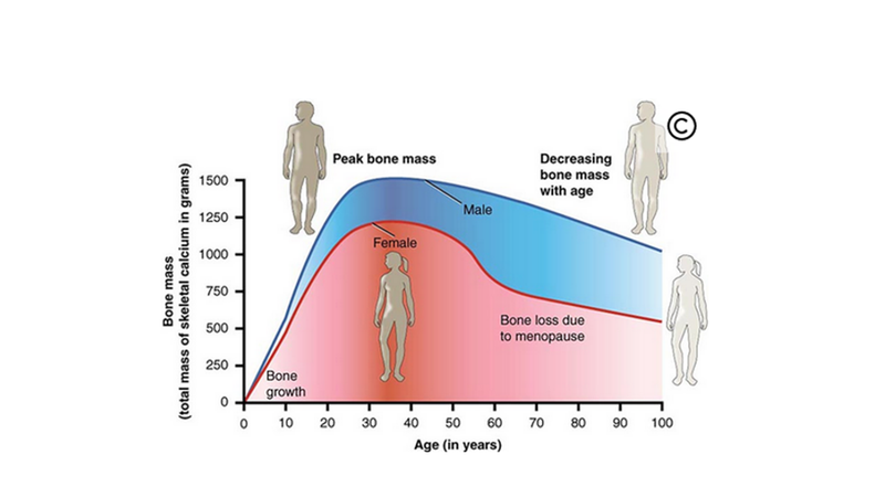 Project: Anatomy & Physiology. License: CC BY: Attribution. License Terms: Download for free at http://cnx.org/content/col11496/latest/