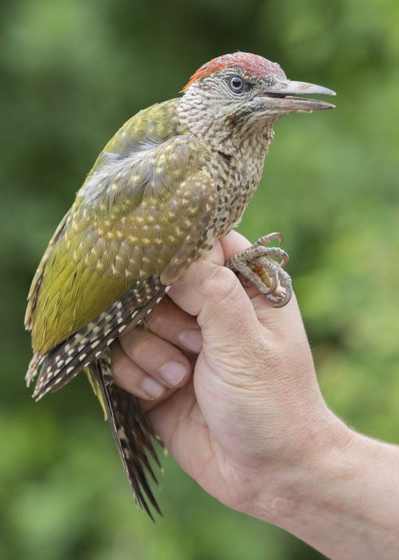 nicht im Bild sichtbare Person hält Grünspecht-Jungvogel in der Hand