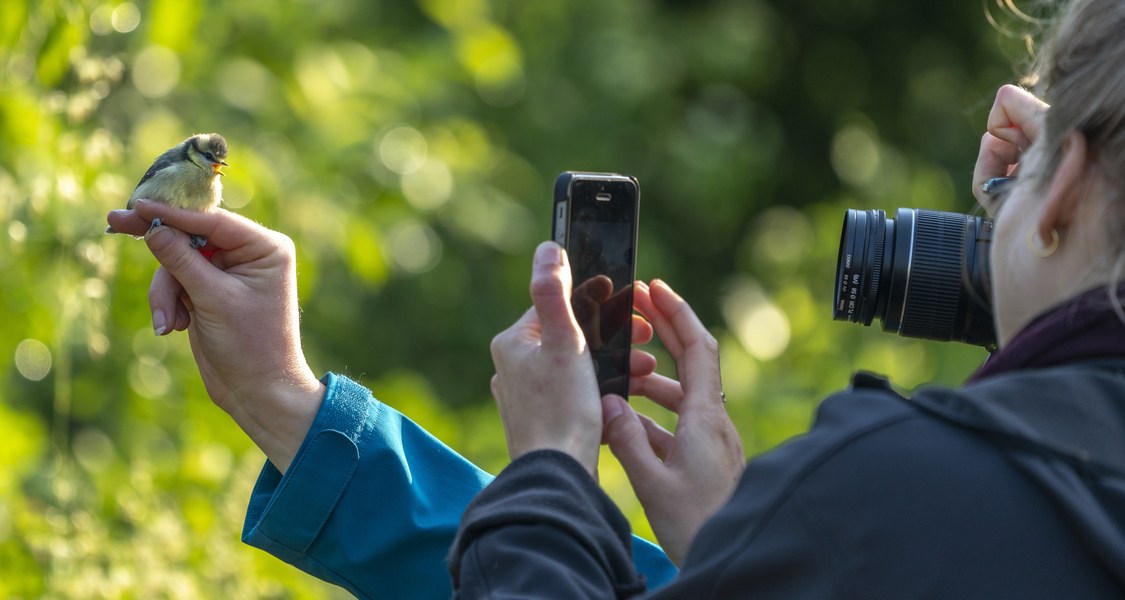 Jungvogel auf der Hand eines Lehrenden - eine andere Person fotografiert den Jungvogel mit Beringung