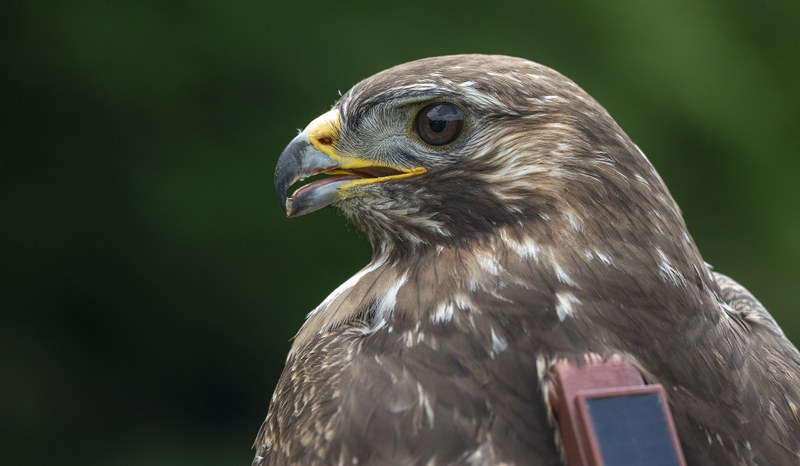 Mäusebussard seitlich aufgenommen