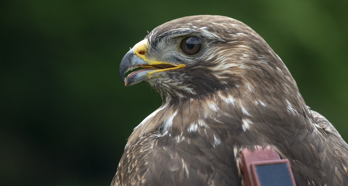 Mäusebussard seitlich aufgenommen