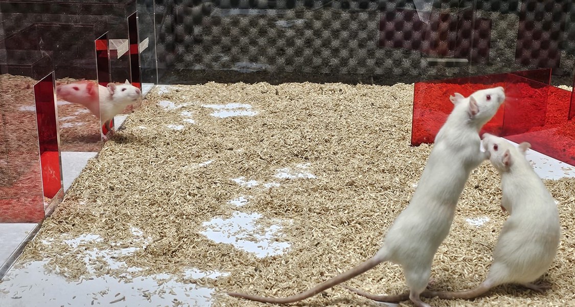 zwei weiße Ratten in einem mit Streu ausgelegten Plexiglasgehege, eine dritte Ratte schaut herein, in der Mitte rote, transparente Kunststoffabteilungen