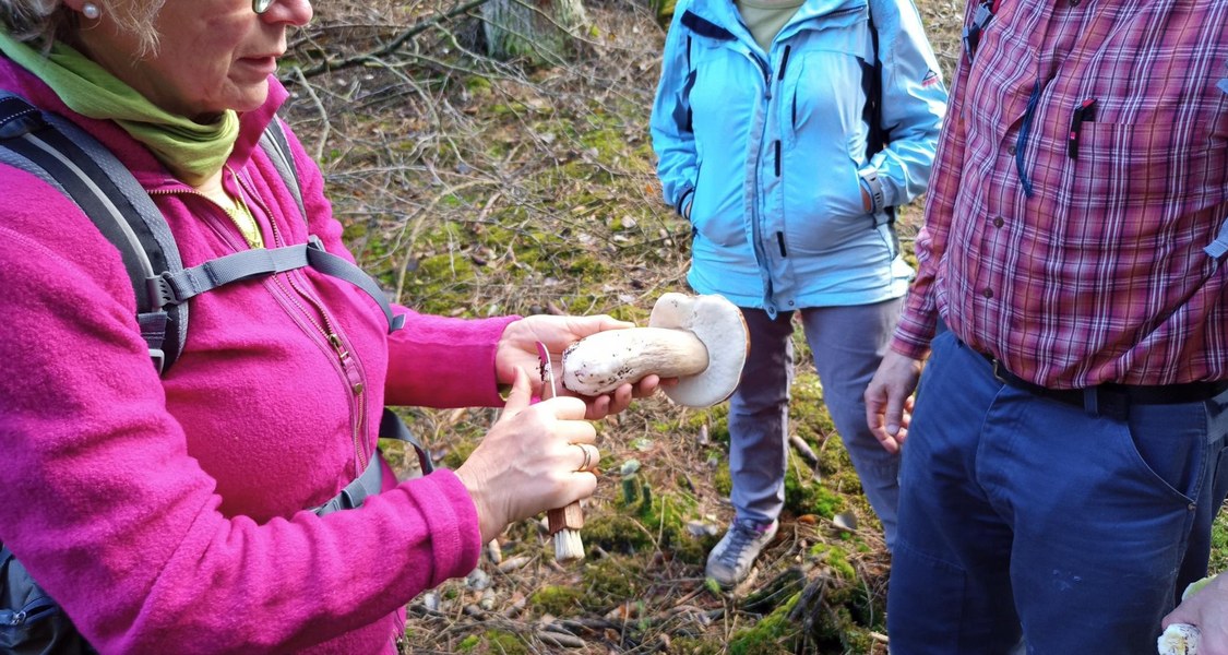 Pilze gab‘s als Dreingabe: Unter sachkundiger Führung erkundete die ver.di-Betriebsgruppe bei ihrer Wanderung auf den Christenberg den Burgwald. (Foto: Juko Marc Lucas