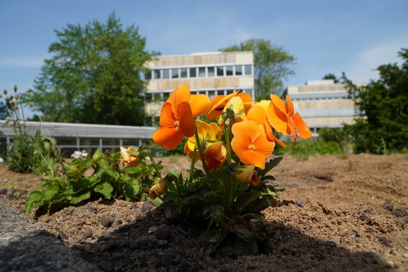 Orangene Pflanze in einem Beet im Innenhof der PhilFak, im HIntergrund sind die Türme der PhilFak zu sehen.