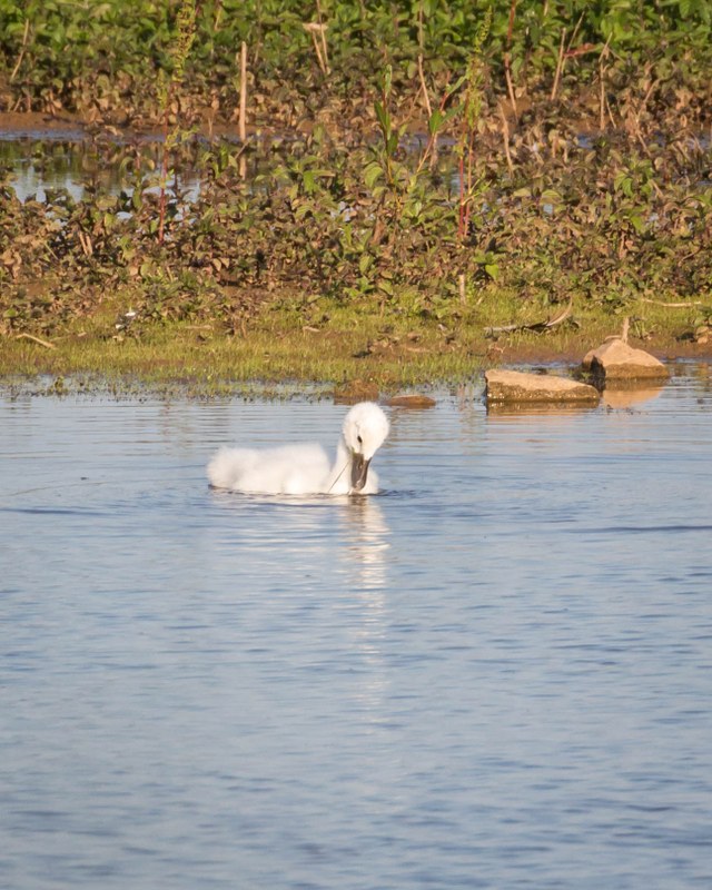 Ein Schwanenküken, dass auf einem Teich schwimmt. Im Hintergrund sind Gras und Sträucher.