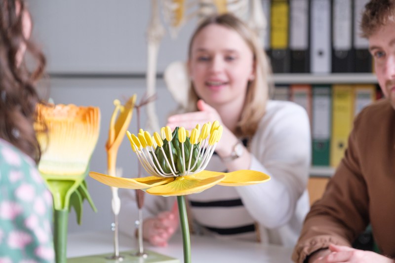 Studierende diskutieren ein Pflanzen-Modell