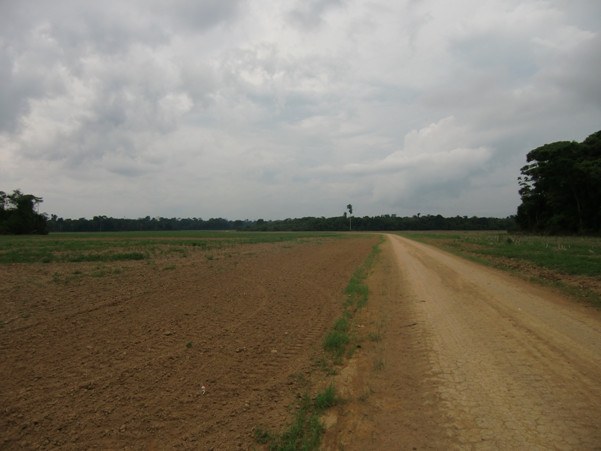 Soybean fields in the catchment area of the BR-163