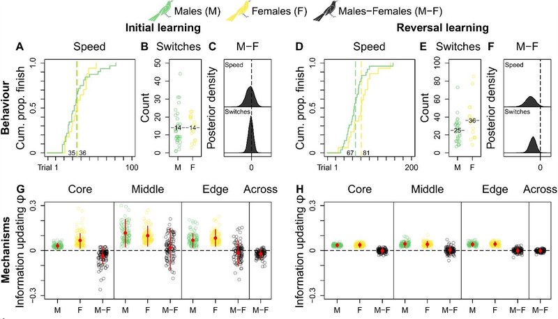Behavior and mechanisms of reinforcement learning in the large-tailed grackle (Quiscalus mexicanus)