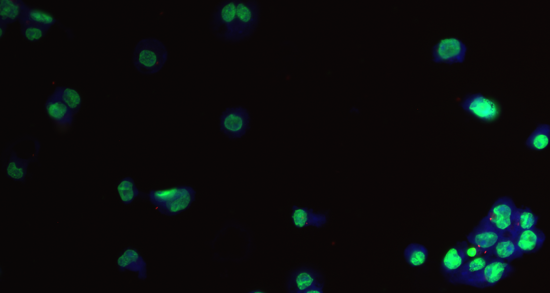 Microscopy image of single cellls