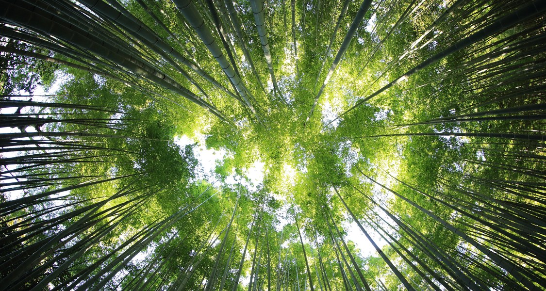 "Worms Eye" view of a forest canopy.