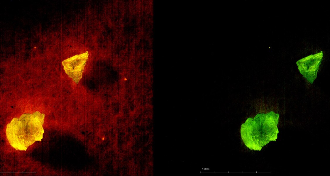 Pieces of plastic from the floodplain soils of the Nidda River light up under the microscope. An Interdisciplinary research team from Marburg extracted the plastic from the soil.